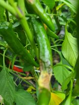 팜모닝 고추·병해충상담 게시글 이미지