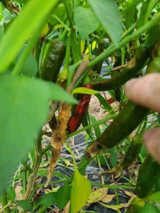 대파17162님의 고추 · 병해충상담 작성글 사진