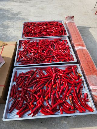 이용신님의 고추 · 수확 작성글 사진