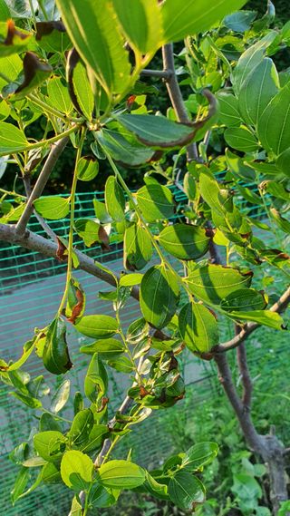 조현관 님의 기타작물 · 병해충상담 작성글 사진