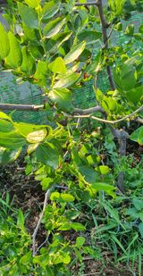 팜모닝 기타작물·병해충상담 게시글 이미지