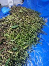 팜모닝 참깨·자유게시판 게시글 이미지