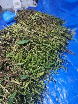 김유숙님의 참깨 · 자유게시판 작성글 사진