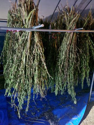 김유숙님의 참깨 · 자유게시판 작성글 사진