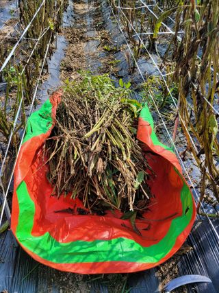 김유숙님의 참깨 · 자유게시판 작성글 사진