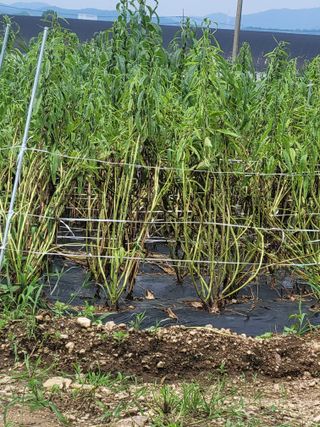 김유숙님의 참깨 · 자유게시판 작성글 사진