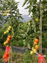 팜모닝 토마토·수확 게시글 이미지