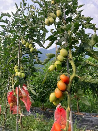이봉수님의 토마토 · 수확 작성글 사진