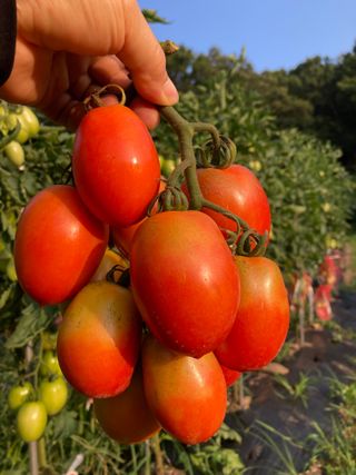 이봉수님의 토마토 · 수확 작성글 사진