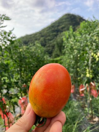 이봉수님의 토마토 · 수확 작성글 사진
