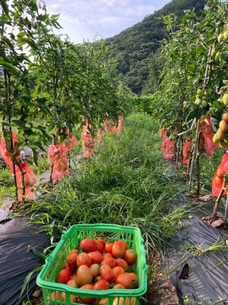 이봉수님의 토마토 · 수확 작성글 사진