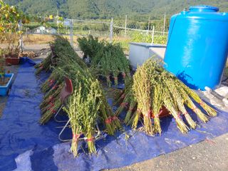 _고성농장님의 참깨 · 자유게시판 작성글 사진