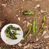 팜모닝 고추·병해충상담 게시글 이미지