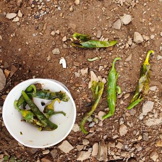 양홍주님의 고추 · 병해충상담 작성글 사진