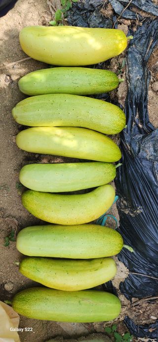 접시꽃님의 오이 · 자유게시판 작성글 사진