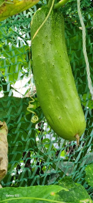 접시꽃님의 오이 · 자유게시판 작성글 사진