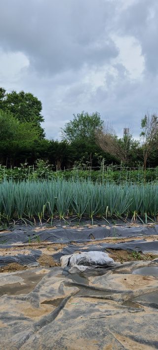 조성옥님의 파 · 자유게시판 작성글 사진