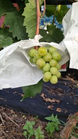 팜모닝 포도·자유게시판 게시글 이미지