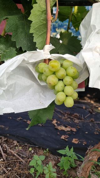 김윤천님의 포도 · 자유게시판 작성글 사진