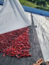 팜모닝 고추·시세•판로 게시글 이미지