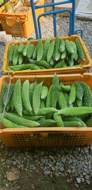 밤까시 여주농장님의 기타작물 · 자유게시판 작성글 사진