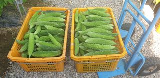 밤까시 여주농장님의 기타작물 · 자유게시판 작성글 사진