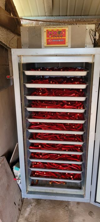 박영준님의 고추 · 수확 작성글 사진