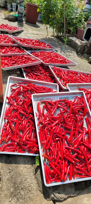 박영준님의 고추 · 수확 작성글 사진