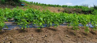 박영준님의 고추 · 수확 작성글 사진