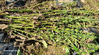 박인선님의 참깨 · 자유게시판 작성글 사진