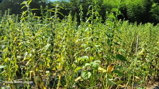 박인선님의 참깨 · 자유게시판 작성글 사진