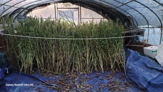 박인선님의 참깨 · 자유게시판 작성글 사진