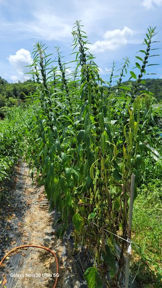 박인선님의 참깨 · 자유게시판 작성글 사진