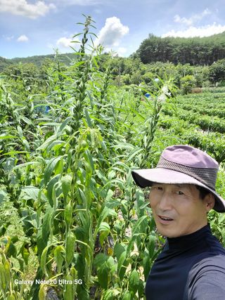 박인선님의 참깨 · 자유게시판 작성글 사진