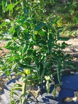 팜모닝 토마토·병해충상담 게시글 이미지