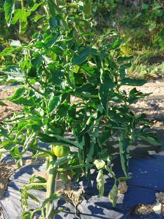 정한채님의 토마토 · 병해충상담 작성글 사진