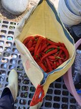 팜모닝 고추·수확 게시글 이미지