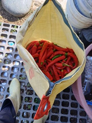 초보퍼머5도2촌준비님의 고추 · 수확 작성글 사진