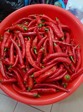 초보퍼머5도2촌준비님의 고추 · 수확 작성글 사진