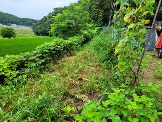 곽정애님의 옥수수 · 자유게시판 작성글 사진