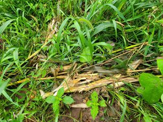곽정애님의 옥수수 · 자유게시판 작성글 사진