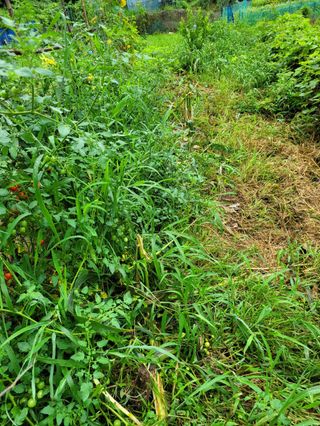 곽정애님의 옥수수 · 자유게시판 작성글 사진