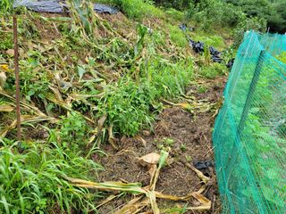곽정애님의 옥수수 · 자유게시판 작성글 사진