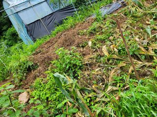 곽정애님의 옥수수 · 자유게시판 작성글 사진