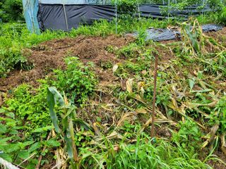 곽정애님의 옥수수 · 자유게시판 작성글 사진
