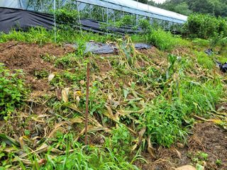 곽정애님의 옥수수 · 자유게시판 작성글 사진