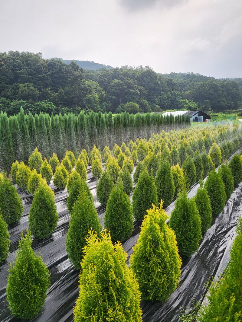 장터 상품 [블루에로우,써니스마라그,에메랄드그린 ] 썸네일