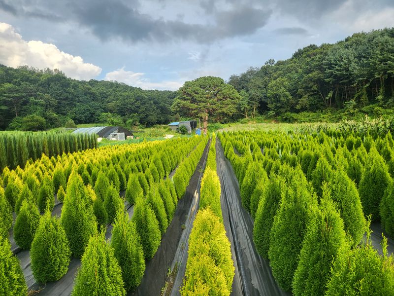 장두학님의 장터 판매 상품 [블루에로우,써니스마라그,에메랄드그린 ] 첨부 사진