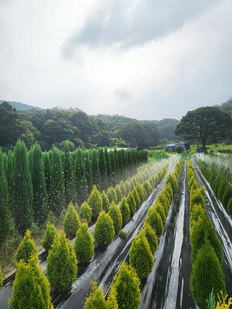 장두학님의 장터 판매 상품 [블루에로우,써니스마라그,에메랄드그린 ] 첨부 사진