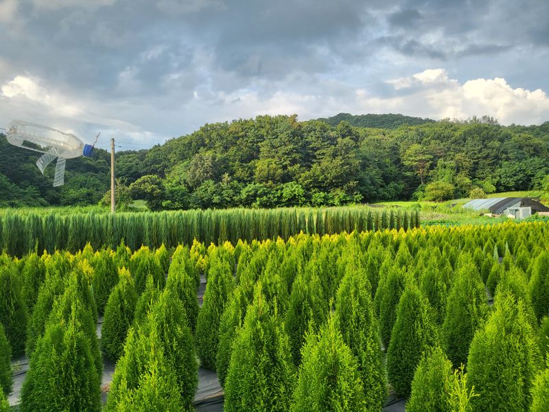장두학님의 장터 판매 상품 [블루에로우,써니스마라그,에메랄드그린 ] 첨부 사진